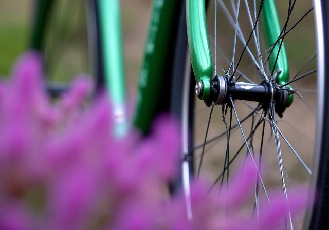Close-up of a GreenSpoke Ventures bicycle wheel and frame, partially obscured by vibrant purple heather.