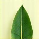 Green leaf icon